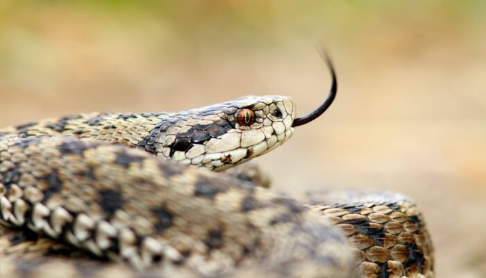 Slangen en adders in de Bijbel